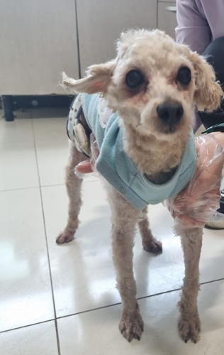 푸들 이미지 파일 입니다.
